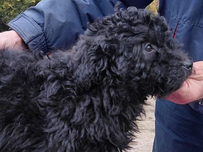 Puli puppy for sale